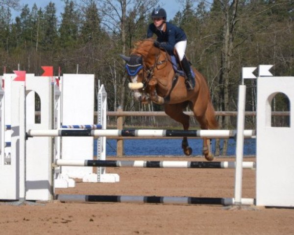 horse Farah Perina (KWPN (Royal Dutch Sporthorse), 2010, from Carambole)