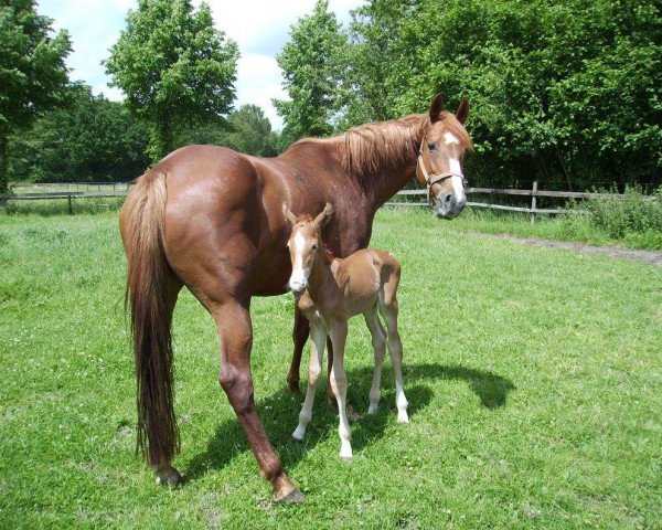 broodmare Anna Perina (KWPN (Royal Dutch Sporthorse), 2005, from Roven xx)