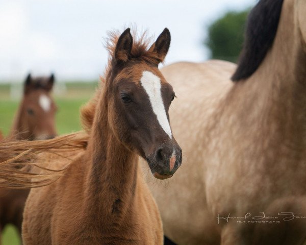 horse RM Nalita (German Riding Pony, 2018, from Numerus Clausus)