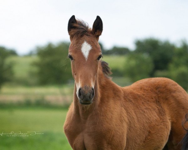 horse RM Nogger Choc (German Riding Pony, 2018, from Numerus Clausus)