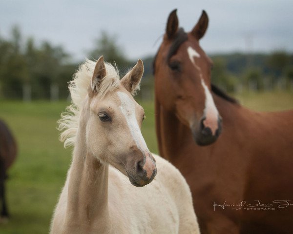 Pferd RM Milk and Honey (Deutsches Reitpony, 2018, von Milky Way)