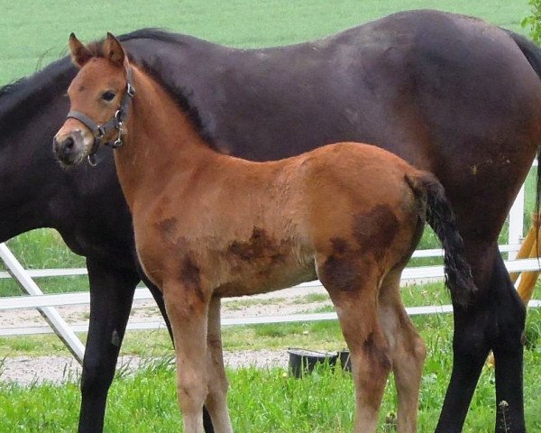 Pferd RM D-Spacita (Deutsches Reitpony, 2018, von D-Power AT)