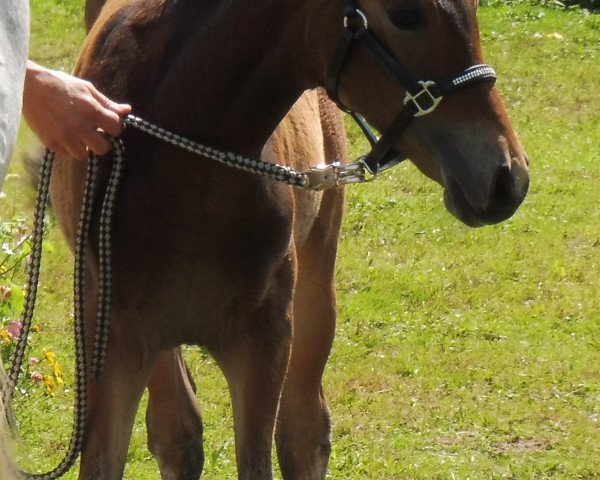 horse Nauka (German Riding Pony, 2017, from Szenario)