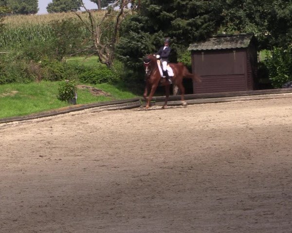 Reitturnier Datteln 2017