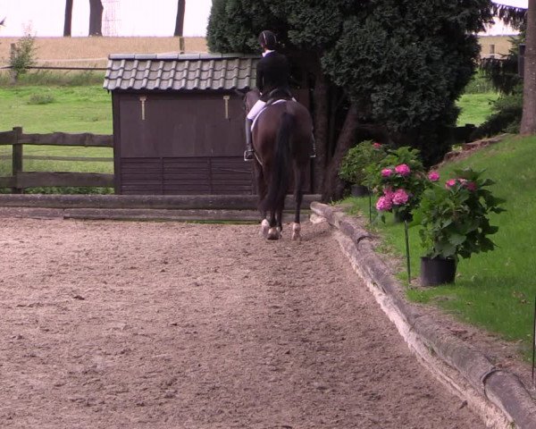 Reitturnier Datteln 2017