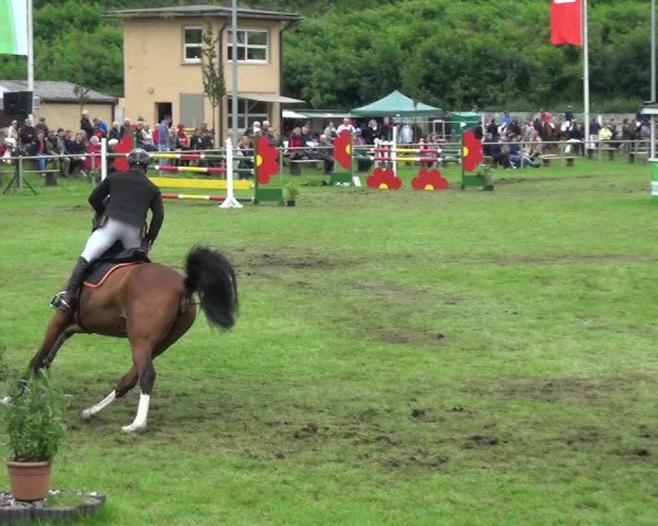 Reitturnier Gardelegen 2017