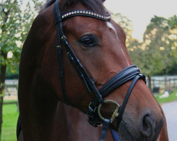 dressage horse Rock my heart 4 (Westphalian, 2014, from Rock Forever NRW)