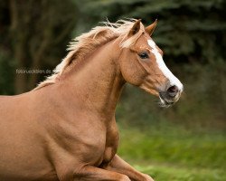 stallion Need For Speed (German Riding Pony, 2015, from Fs Numero Uno)