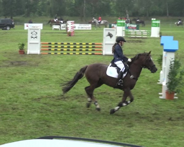 Reitturnier Gardelegen 2017