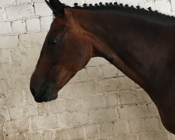 horse Prince of Thatch (Hanoverian, 2003, from Prince Thatch xx)