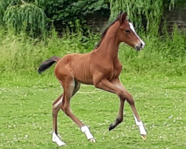 Dressurpferd Ricolino (Deutsches Reitpony, 2018, von Ronaldo Vom Schwarzbach)