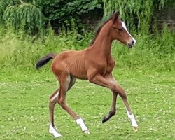 Dressurpferd Ricolino (Deutsches Reitpony, 2018, von Ronaldo Vom Schwarzbach)