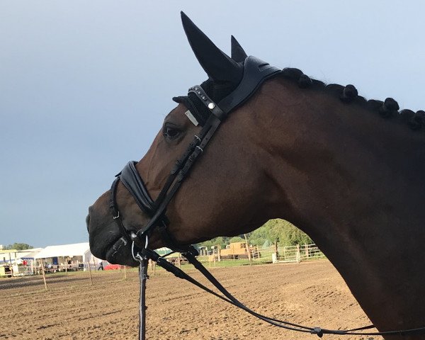 horse Lavida St (Rhinelander, 2012, from Lacordos)
