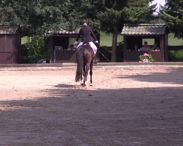 Reitturnier Datteln 2017