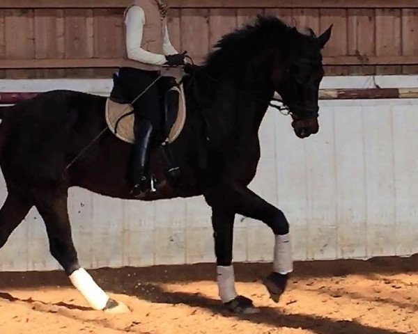 horse Fulmino (Oldenburg, 2004, from Future)