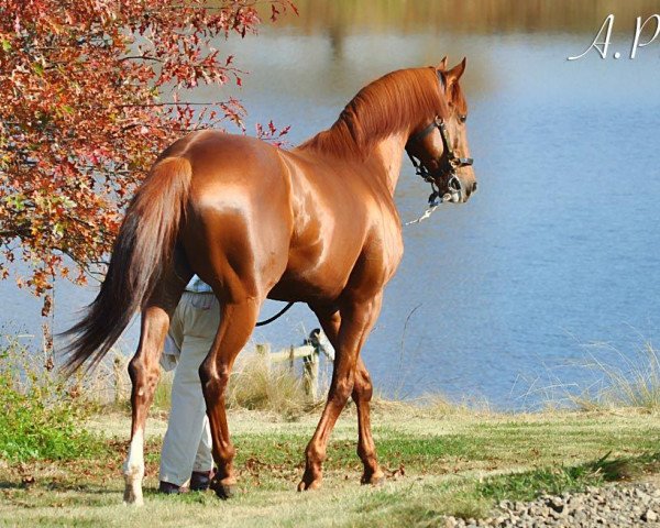 stallion A.P. Arrow xx (Thoroughbred, 2002, from A. P. Indy xx)