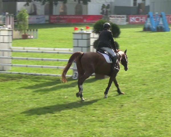 Reitturnier Aschersleben 2017