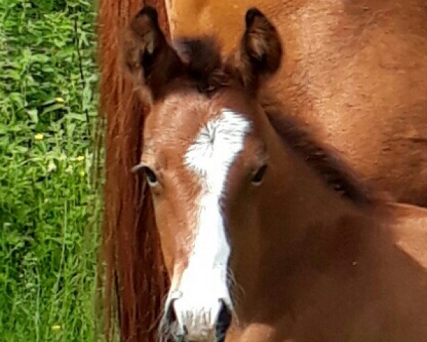 horse Ramba Zamba (German Riding Pony, 2017, from Ronaldo Vom Schwarzbach)