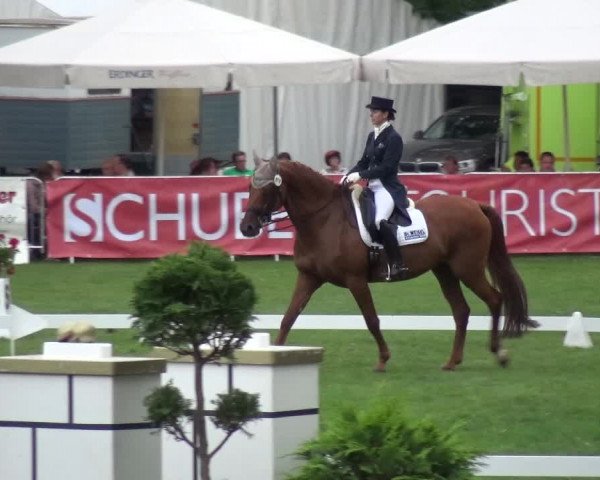 Reitturnier Aschersleben 2017