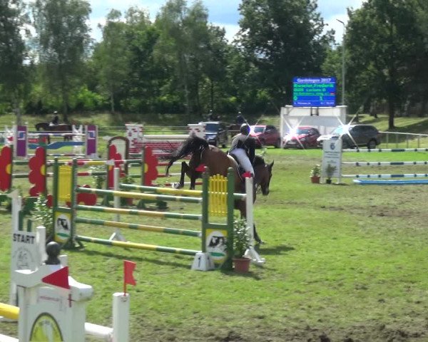 Reitturnier Gardelegen 2017