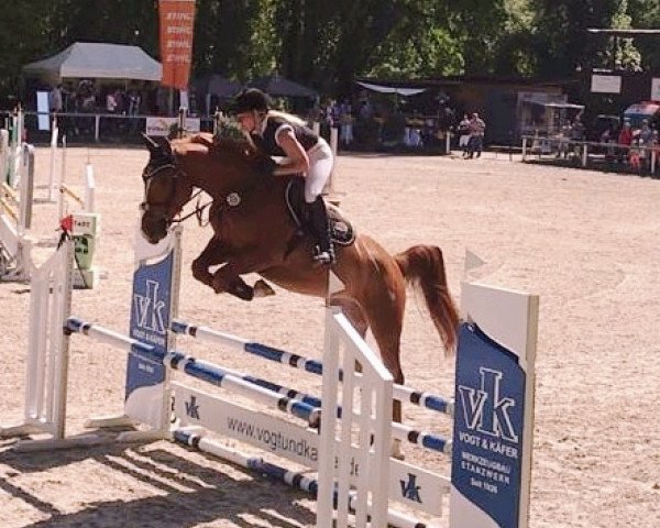 Springpferd Quickfire M (Württemberger, 2013, von Quick Star IV CH)