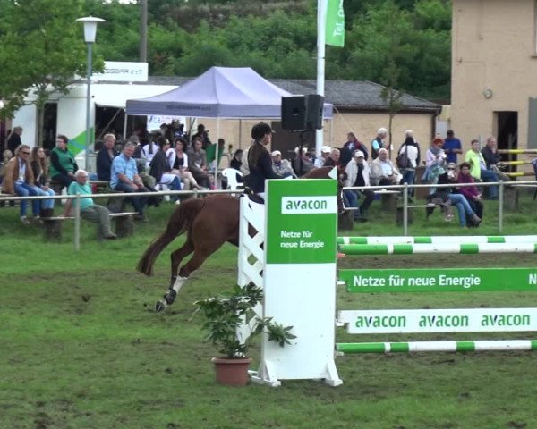 Reitturnier Gardelegen 2017