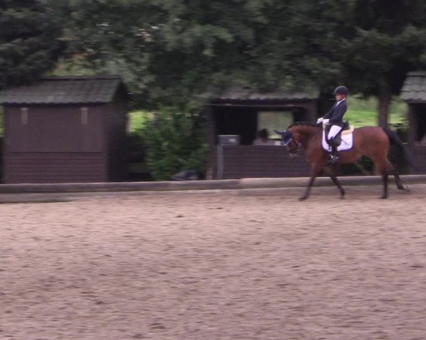 Reitturnier Datteln 2017
