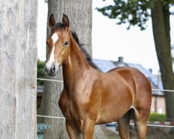broodmare Bella Danza (Westphalian, 2018, from Blue Hors Baron)