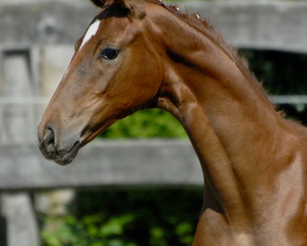Pferd Wairua (Oldenburger, 2018, von Belissimo NRW)