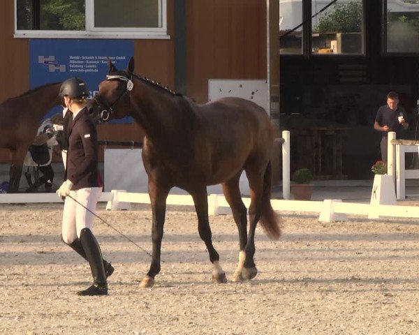 Reitturnier Illertissen 2017