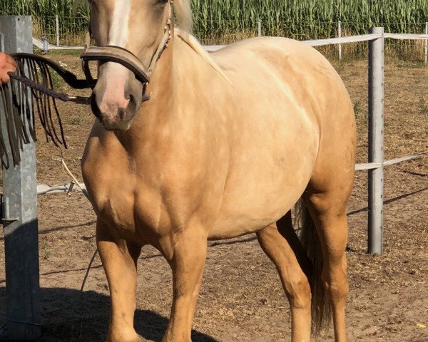 horse Dusendschöön B (German Riding Pony, 2017, from Diamond Touch NRW)