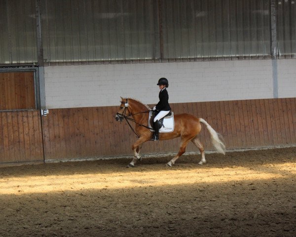 Pferd Romana (Haflinger, 2010)