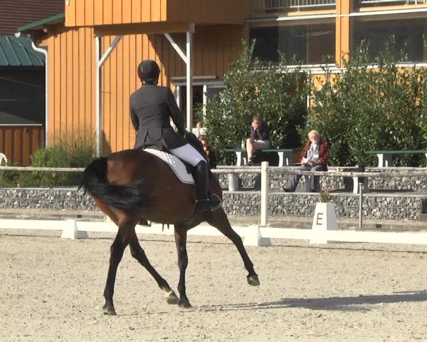 Reitturnier Illertissen 2017