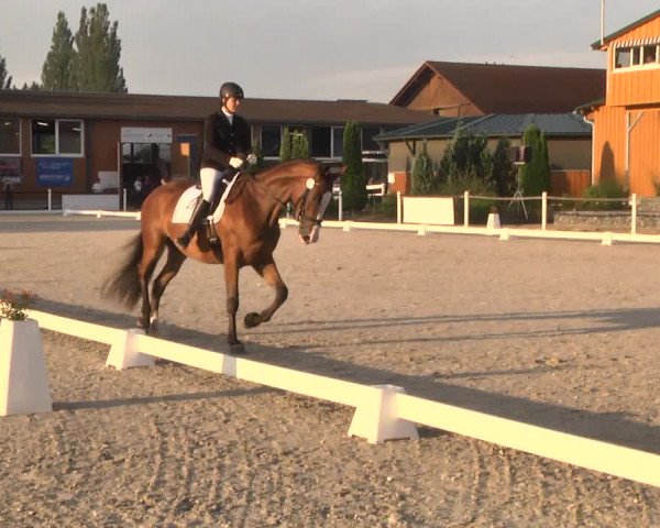 Reitturnier Illertissen 2017