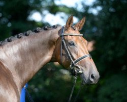 broodmare Dream Girl VI (Oldenburg, 2013, from Zack)