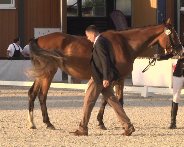 Reitturnier Illertissen 2017