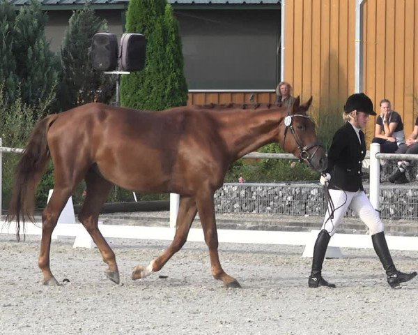 Reitturnier Illertissen 2017