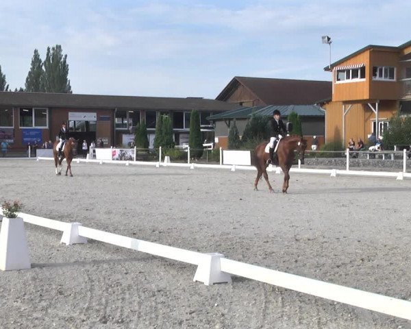 Reitturnier Illertissen 2017