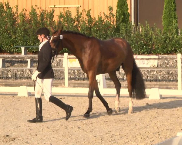 Reitturnier Illertissen 2017
