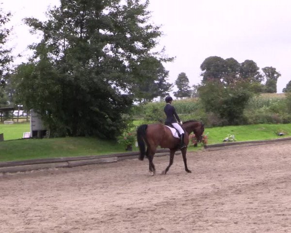 Reitturnier Datteln 2017