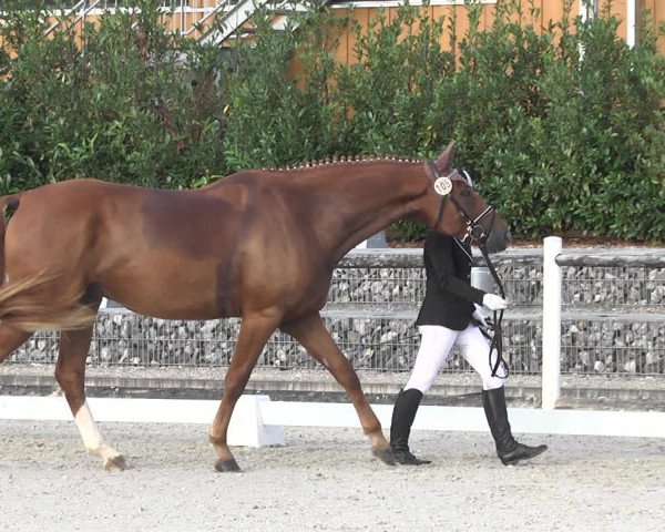Reitturnier Illertissen 2017