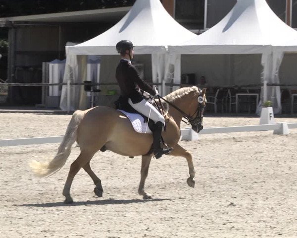 Reitturnier Illertissen 2017