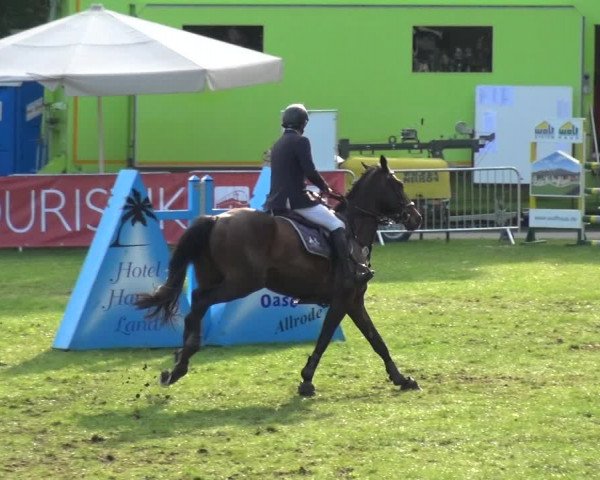 Reitturnier Aschersleben 2017