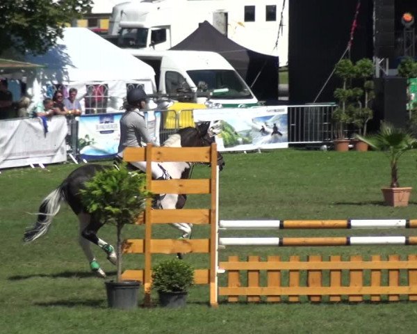 Reitturnier Aschersleben 2017