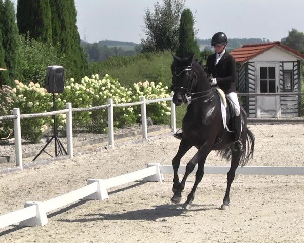 Reitturnier Illertissen 2017