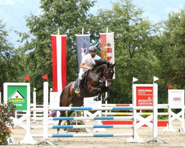 jumper ESPRI 4 (Hanoverian, 2013, from Earl)