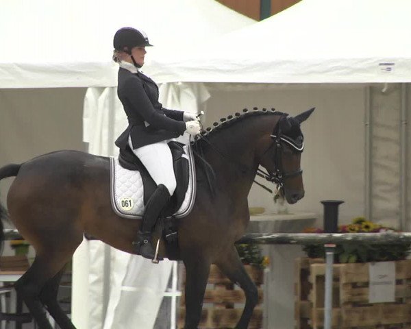 Reitturnier Illertissen 2017