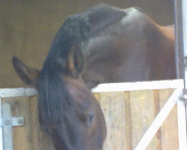broodmare Edina (Sachse, 1990, from Erfolg 1471)