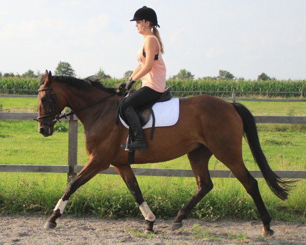 broodmare Prinziella (Hanoverian, 2001, from Prince Thatch xx)