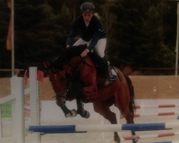 dressage horse Calido RH (German Sport Horse, 2010, from Chap 47)
